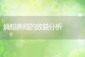 蝇蛆养殖的效益分析