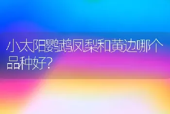 母银渐层和公蓝猫配出来什么样子？