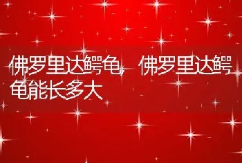 佛罗里达鳄龟，佛罗里达鳄龟能长多大