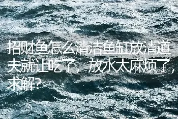 招财鱼怎么清洁鱼缸放清道夫就让吃了，放水太麻烦了，求解？