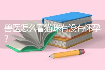 兽医怎么看猫咪有没有怀孕？