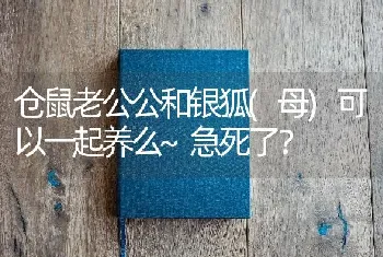 仓鼠老公公和银狐(母)可以一起养么~急死了？