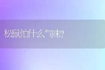 松鼠怕什么气味？