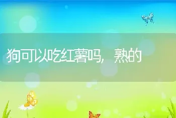 狗可以吃红薯吗，熟的