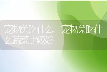 宠物兔吃什么，宠物兔吃什么蔬菜比较好