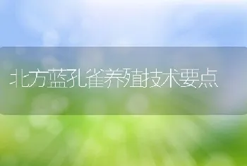 北方蓝孔雀养殖技术要点