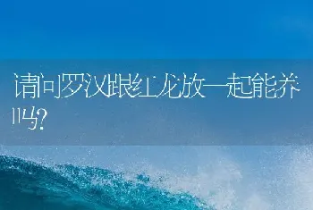 请问罗汉跟红龙放一起能养吗？