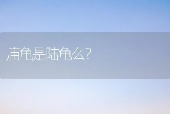 庙龟是陆龟么？