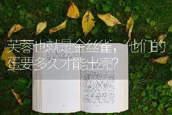 为什么拉布拉多总是想和主人一起睡觉呢？