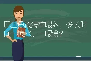 巴西龟该怎样喂养，多长时间一换水、一喂食？