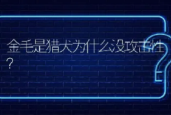 金毛是猎犬为什么没攻击性？