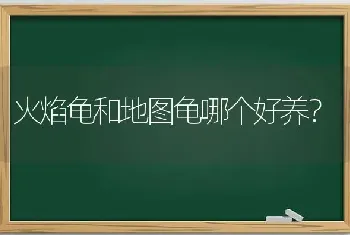 火焰龟和地图龟哪个好养？