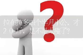 拉布拉多四个半月小公，才20斤，是不是太瘦了？