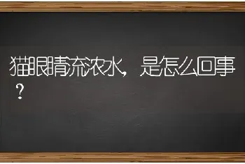 猫眼睛流浓水，是怎么回事？