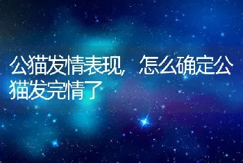 公猫发情表现，怎么确定公猫发完情了