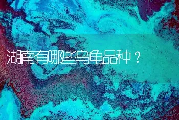 湖南有哪些乌龟品种？