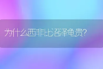 苏格兰银渐层折耳猫一年四季都掉毛吗？