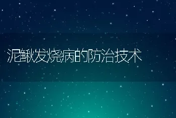 泥鳅发烧病的防治技术