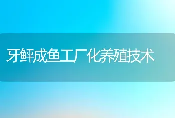 牙鲆成鱼工厂化养殖技术