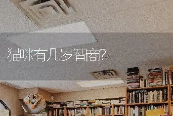 猫咪有几岁智商？