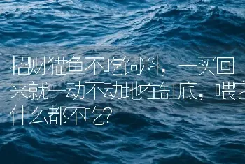 招财猫鱼不吃饲料，一买回来就一动不动地在缸底，喂它什么都不吃？