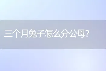 三个月兔子怎么分公母？