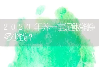 2020年养一亩泥鳅能挣多少钱？