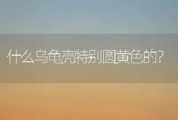 什么乌龟壳特别圆黄色的？