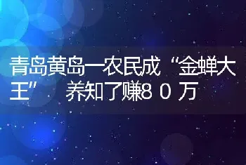 青岛黄岛一农民成“金蝉大王” 养知了赚80万