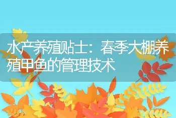 春季大棚养殖甲鱼的管理技术