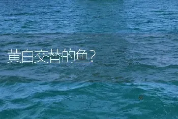 黄白交替的鱼？