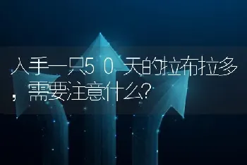 入手一只50天的拉布拉多，需要注意什么？