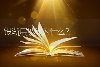 银渐层被称为什么？