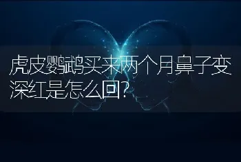 虎皮鹦鹉买来两个月鼻子变深红是怎么回？