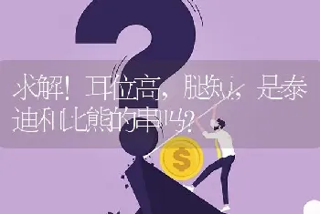 求解！耳位高，腿短，是泰迪和比熊的串吗？