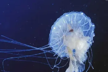 浪漫神器水母火爆江城 水母大佬一年卖40万头