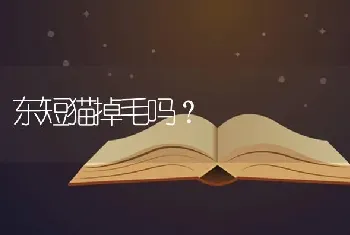 东短猫掉毛吗？