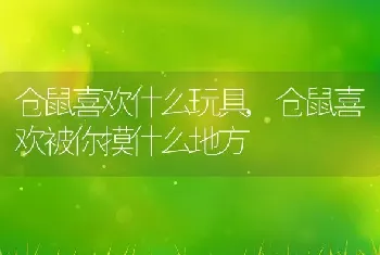 仓鼠喜欢什么玩具，仓鼠喜欢被你摸什么地方