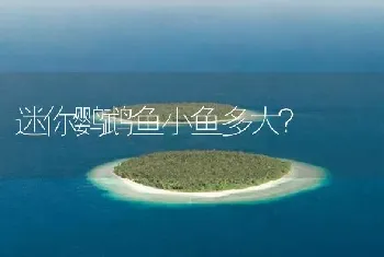 迷你鹦鹉鱼小鱼多大？