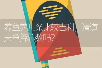 养鱼养几条比较吉利，清道夫鱼算总数吗？