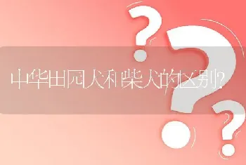 中华田园犬和柴犬的区别？