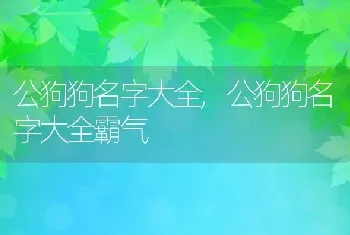 公狗狗名字大全，公狗狗名字大全霸气