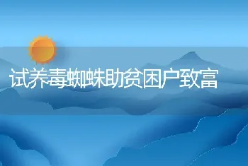 试养毒蜘蛛助贫困户致富