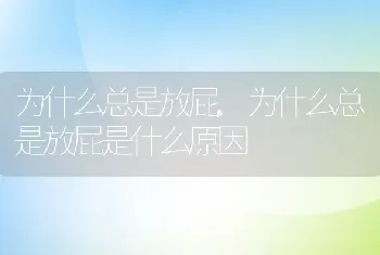 为什么总是放屁，为什么总是放屁是什么原因