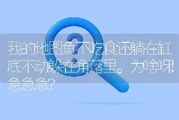 我的地图鱼不吃食还躺在缸底不动躲在角落里。为啥呀!急急急？