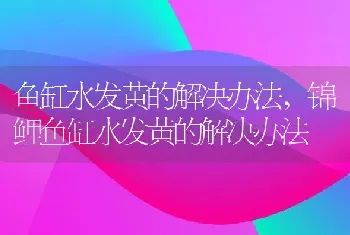 鱼缸水发黄的解决办法，锦鲤鱼缸水发黄的解决办法