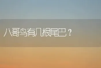 八哥鸟有几根尾巴？