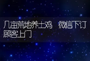 几亩荒地养土鸡 微信下订顾客上门