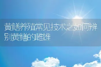 黄鳝养殖常见技术之如何辨别黄鳝的雌雄