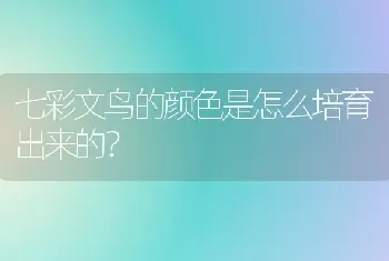 七彩文鸟的颜色是怎么培育出来的？